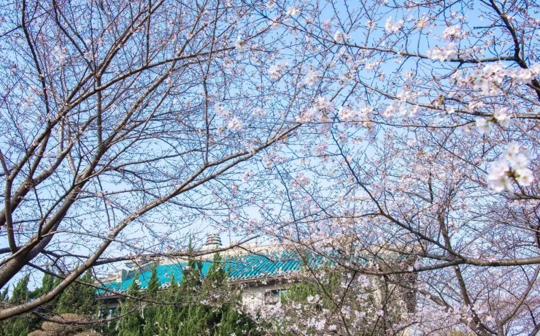武汉樱花最新盛景，粉色之旅寻找内心平静之道